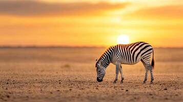zebra grazing in vast landscape during stunning sunset photo