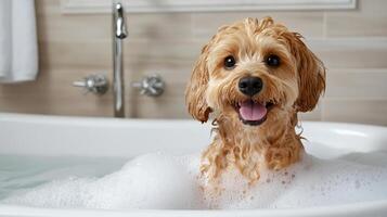 dog enjoying bubble bath with playful suds, radiating happiness photo