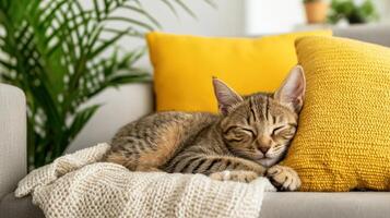 sleepy kitten curled up on cozy blanket with vibrant pillows photo