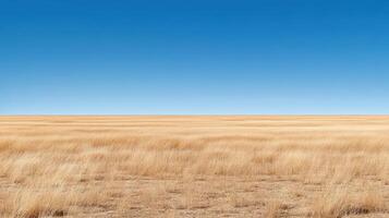 Golden grassland under clear blue sky, creating serene landscape photo