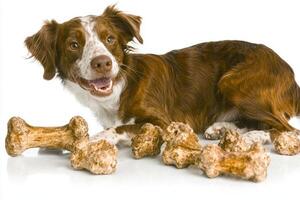 Brittany Spaniel is happily chewing on bone while lying on clean white surface. Surrounded several bones dog shows playful demeanor and shiny coat photo