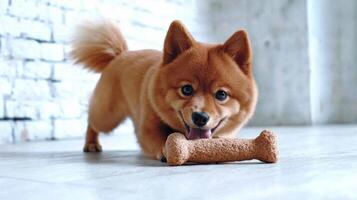 Finnish Spitz is happily chewing on bone toy while surrounded clean bright environment. Its playful demeanor highlights joy of pet ownership photo