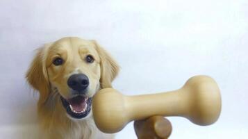 happy Golden Retriever is enthusiastically chewing on wooden bone displaying its playful spirit. clean white background accentuates dog's cheerful expression photo