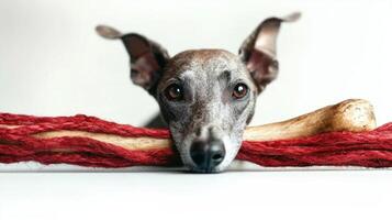 greyhound is seen chewing on bone focus and delight while resting its head on vibrant red rope toy. clean white background enhances dog's features and activity photo