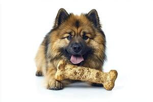 Keeshond is happily chewing on large bone while lying on clean white backdrop. dog's fluffy fur and bright eyes radiate joy and playfulness creating engaging moment photo