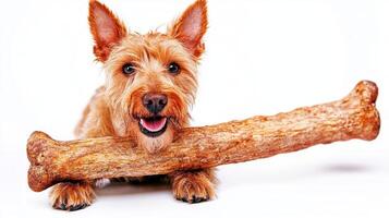 cheerful Lakeland Terrier is seen chewing on large bone photo