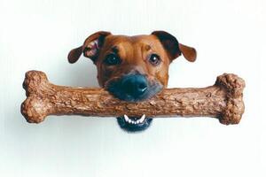 Pointer dog happily gnaws on big bone delight. setting is minimalistic featuring clean white background emphasizes dog's playful expression and focus photo