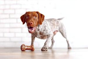 playful Pointer is happily chewing on bone showcasing its excitement and focus. clean background emphasizes dog's features and joyful demeanor photo
