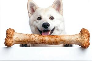 cheerful Samoyed is happily chewing on large bone its fluffy white fur contrasting against clean white background showcasing pure joy and playfulness photo