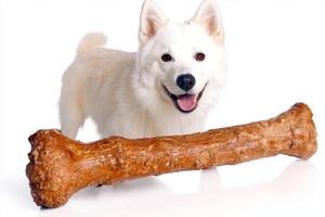 Samoyed is happily chewing on big bone showcasing its playful personality. clean white background highlights dog's vibrant fur and cheerful demeanor photo