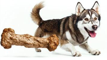Siberian Husky striking features actively chews on bone showcasing its playful nature and curiosity in bright clean indoor space photo