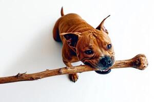 Staffordshire Bull Terrier is joyfully chewing on large wooden stick against clean white background showcasing its playful nature and strong features photo