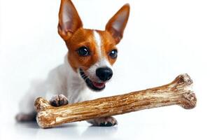 Toy Fox Terrier is happily chewing on large bone joyful expression. clean white background highlights dog's features and playful nature capturing moment of pure enjoyment photo