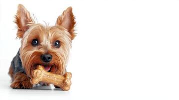 Yorkshire Terrier is happily chewing on bone against clean white backdrop. Its fur is shiny and playful expression brings joy scene showcasing dog's playful nature photo