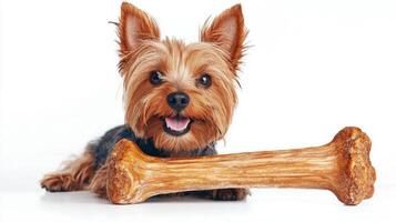 Yorkshire Terrier is happily chewing on large bone against bright white background showcasing its joyful expression and fluffy fur while engaged in fun activity photo