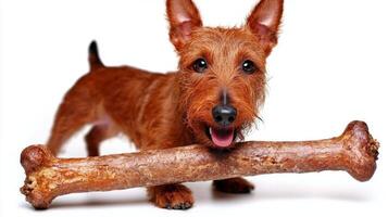 Irish Terrier is happily chewing on sizable bone. dog's vibrant fur and playful expression shine against stark white background highlighting its playful nature photo