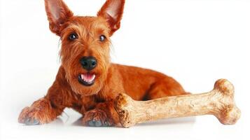 Irish Terrier is seen happily chewing on bone against clean white background. dog has vibrant reddish coat and attentive expression showcasing its playful nature photo