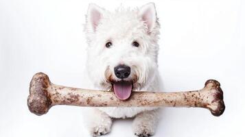 fluffy Old English Sheepdog is happily chewing on large meaty bone. Its playful spirit and vivid expressions shine against clean white background capturing joyful moment photo