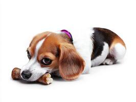 beagle lies comfortably on clean white surface chewing on bone. dog's thoughtful expression and focused gaze highlight its enjoyment and playfulness while relaxing photo