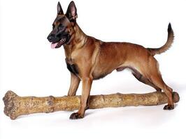 Belgian Malinois stands proudly beside large bone engaging in chewing activity. Its sleek coat and focused expression highlight its playful nature against bright background photo