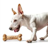 Bull Terrier is seen chewing on bone showcasing its playful demeanor. clean white background emphasizes dog's energetic personality and focus on treat photo