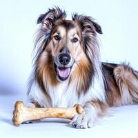 Collie is enjoying large bone while resting on clean white background. Its fur shines in light as it chews delightfully exuding joy and playfulness photo