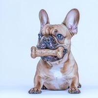 French Bulldog happily chews on durable bone showcasing its playful nature. dog's expressive face highlights its joy and focus in clean white setting photo