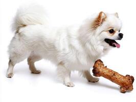 Japanese Spitz is seen from side enthusiastically gnawing on bone while standing on pristine white background. dog's fluffy coat and joyful expression capture its playful spirit photo