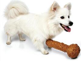 In clean white setting Japanese spitz happily chews on textured bone showcasing its fluffy white fur and playful demeanor. dog appears content and engaged its toy photo
