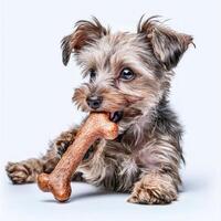 Lwchen is chewing on bone while lying on clean white surface. dog's fur shows intricate details and its expression is playful and content photo