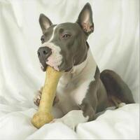 realistic view captures Miniature Bull Terrier engrossed in chewing bone showcasing its playful nature and strong teeth set against clean white background photo