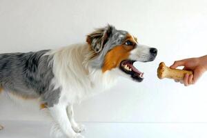 Australian Shepherd enjoys chewing bone while sitting on clean white background. energetic dog highlights its playful nature focused on treat photo