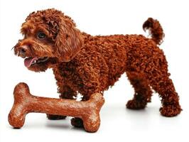 lively Portuguese Water Dog enjoys chewing on large bone while standing on clean white backdrop. dog's curly fur and playful demeanor are captured well in composition photo