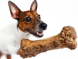 Rat Terrier is happily chewing on large bone against pristine white backdrop. dog's expression shows enjoyment as it focuses intently on its treat photo