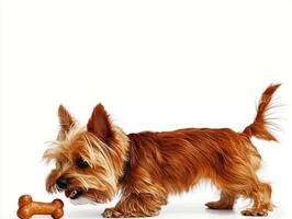 Silky Terrier engaged in chewing bone joyful expression. pet stands on clean white background showcasing its vibrant fur and playful demeanor photo