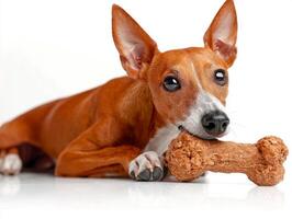 whippet is contentedly chewing on bone showcasing its sleek body and expressive eyes. clean white background accentuates dog's warm fur and playful demeanor photo