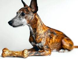 whippet sits calmly on clean white surface engrossed in chewing bone. dog's elegant side profile highlights its unique fur pattern and attentive demeanor making it captivating sight photo