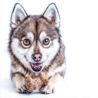 playful Alaskan Klee Kai is seen chewing on bone showcasing its lively expression and unique features against clean white backdrop creating charming moment photo