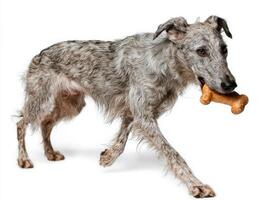 Irish Wolfhound is caught in profile happily chewing on bone against clean white backdrop showcasing its unique fur texture and playful demeanor photo