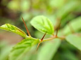 A close up of a plant with green leaves photo