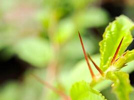 A close up of a plant with a red flower photo