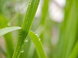 A close up of a grass with water droplets on it photo