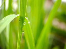 A close up of a green plant with water droplets on it photo
