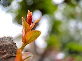 A small orange flower growing on a tree photo