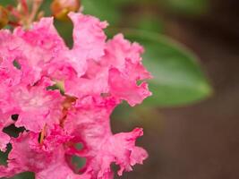 A close up of a pink flower with green leaves photo