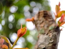 A close up of a tree branch with some flowers photo