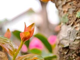 A close up of a flower growing out of a tree photo
