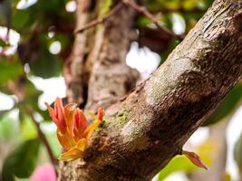 A tree with a flower growing on it photo