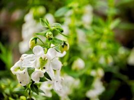 A close up of a white flower with green leaves photo