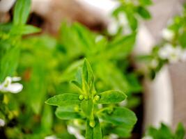 A close up of a plant with green leaves photo